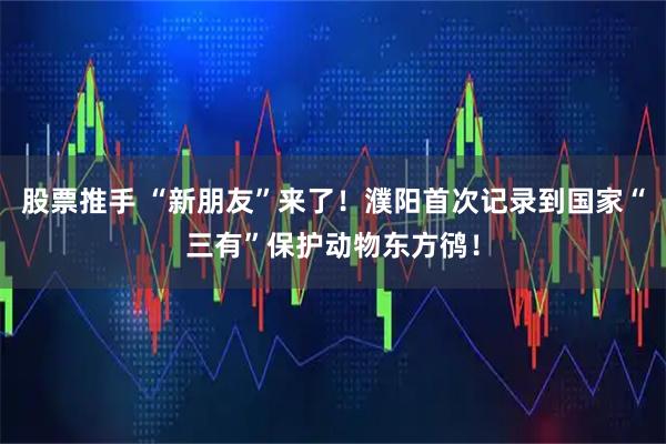 股票推手 “新朋友”来了！濮阳首次记录到国家“三有”保护动物东方鸻！